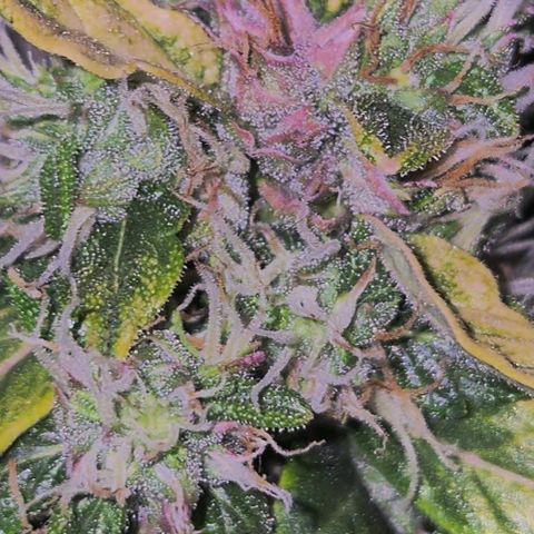 💚CHOCOLOPE 🍫 ☕️auto (56-63 BT) growlog timeline photo
