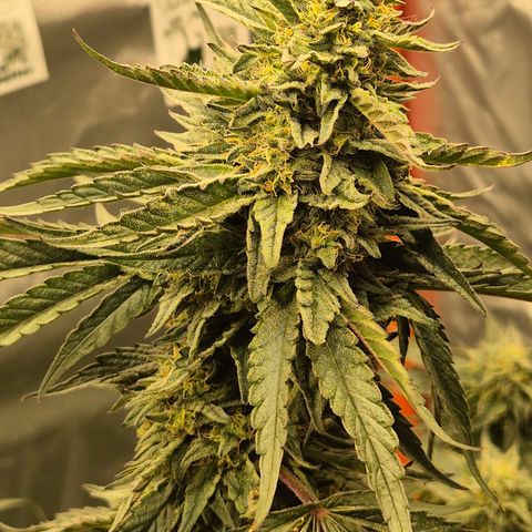 Ice cream cake 🍰 & permanent marker🖊(65-73bt) growlog timeline photo