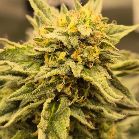 Ice cream cake 🍰 & permanent marker🖊(65-73bt) growlog timeline photo
