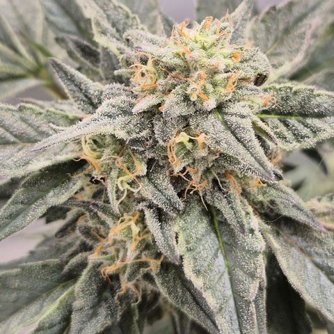 Ice cream cake 🍰 & permanent marker🖊(65-73bt) growlog timeline photo