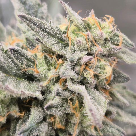 Ice cream cake 🍰 & permanent marker🖊(65-73bt) growlog timeline photo