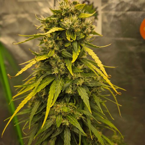 💚CHOCOLOPE 🍫 ☕️auto (56-63 BT) growlog timeline photo