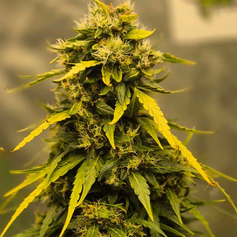 💚CHOCOLOPE 🍫 ☕️auto (56-63 BT) growlog timeline photo