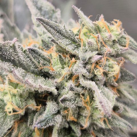 Ice cream cake 🍰 & permanent marker🖊(65-73bt) growlog timeline photo