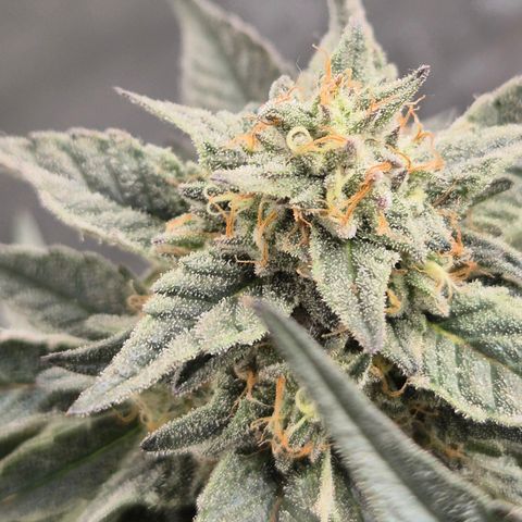 Ice cream cake 🍰 & permanent marker🖊(65-73bt) growlog timeline photo