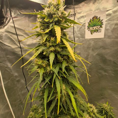 💚CHOCOLOPE 🍫 ☕️auto (56-63 BT) growlog timeline photo