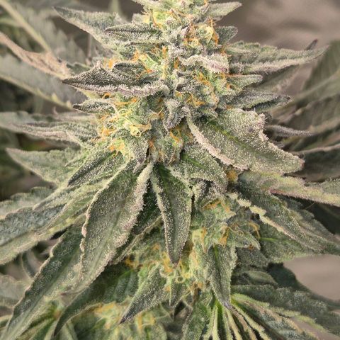 Ice cream cake 🍰 & permanent marker🖊(65-73bt) growlog timeline photo