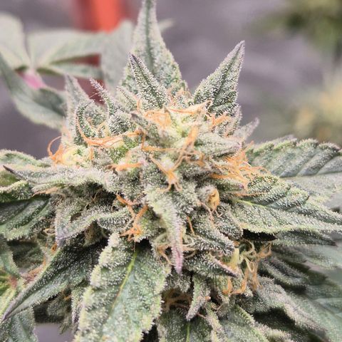 Ice cream cake 🍰 & permanent marker🖊(65-73bt) growlog timeline photo