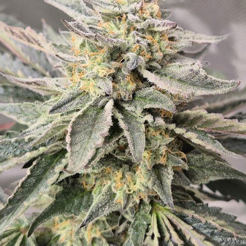 Ice cream cake 🍰 & permanent marker🖊(65-73bt) growlog timeline photo
