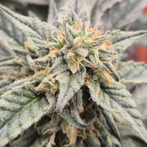 Ice cream cake 🍰 & permanent marker🖊(65-73bt) growlog timeline photo