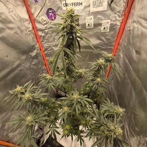 Ice cream cake 🍰 & permanent marker🖊(65-73bt) growlog timeline photo