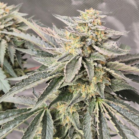 Ice cream cake 🍰 & permanent marker🖊(65-73bt) growlog timeline photo