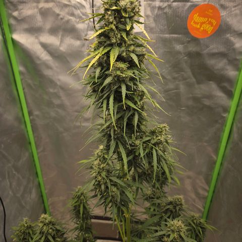 💚CHOCOLOPE 🍫 ☕️auto (56-63 BT) growlog timeline photo