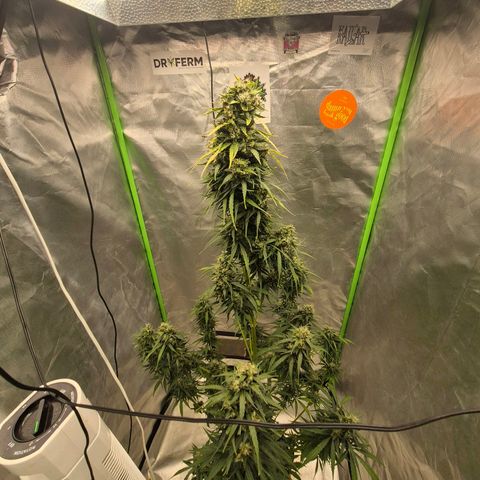 💚CHOCOLOPE 🍫 ☕️auto (56-63 BT) growlog timeline photo