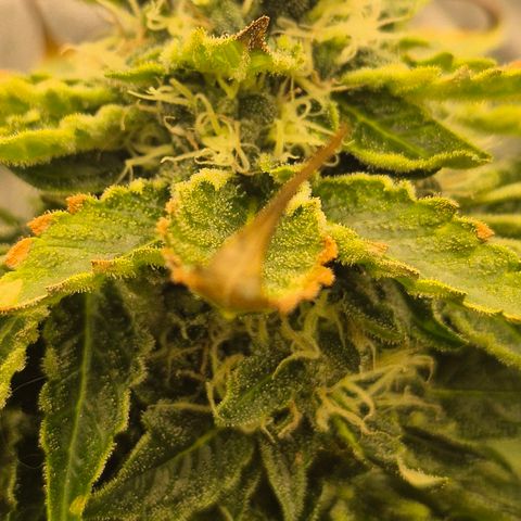 💚Bubba kush 🦝 (56-63 BT) growlog timeline photo