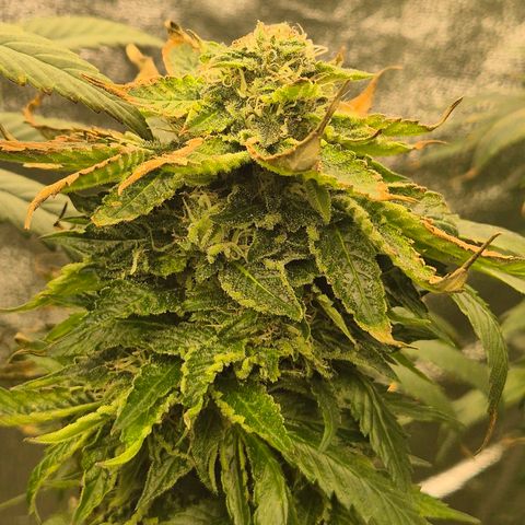 💚Bubba kush 🦝 (56-63 BT) growlog timeline photo