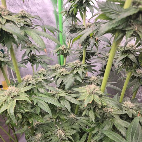 💚Bubba kush 🦝 (56-63 BT) growlog timeline photo