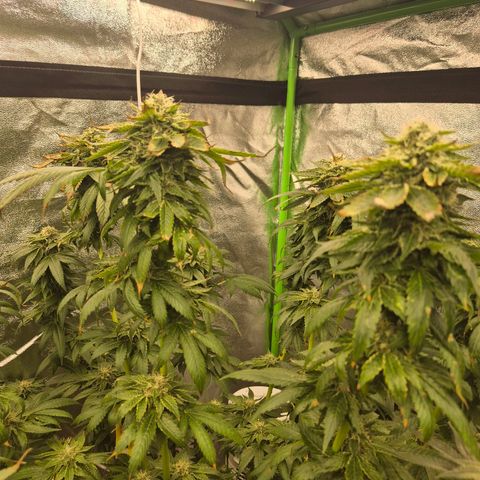 💚Bubba kush 🦝 (56-63 BT) growlog timeline photo