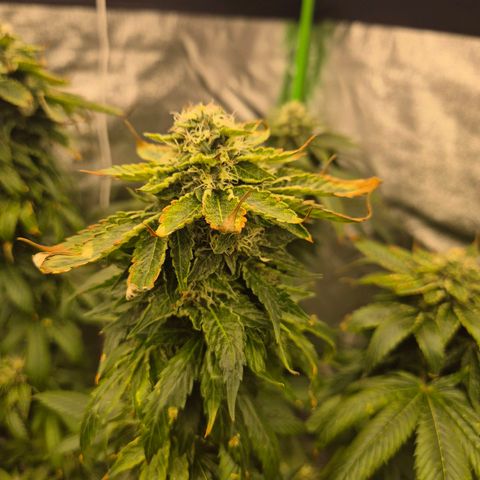 💚Bubba kush 🦝 (56-63 BT) growlog timeline photo