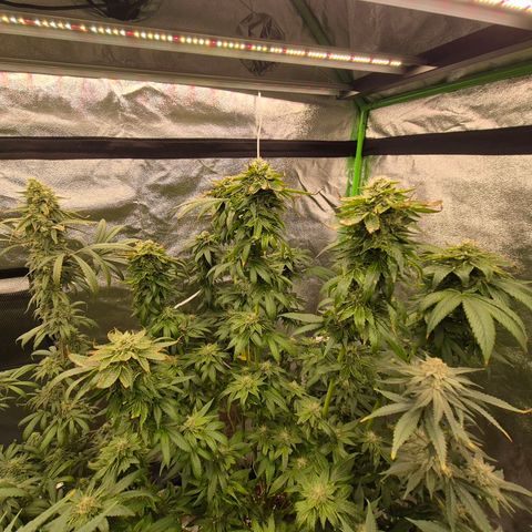 💚Bubba kush 🦝 (56-63 BT) growlog timeline photo