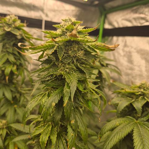💚Bubba kush 🦝 (56-63 BT) growlog timeline photo