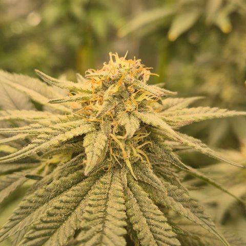 Mimosa evo stecki  🍊🍋🍍 (65-70bt) growlog timeline photo