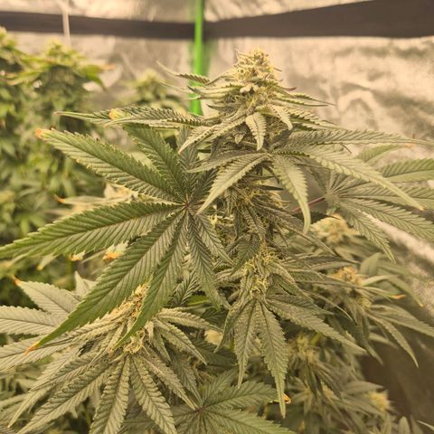 Mimosa evo stecki  🍊🍋🍍 (65-70bt) growlog timeline photo