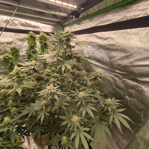 Mimosa evo stecki  🍊🍋🍍 (65-70bt) growlog timeline photo