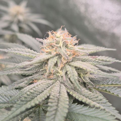 Mimosa evo stecki  🍊🍋🍍 (65-70bt) growlog timeline photo