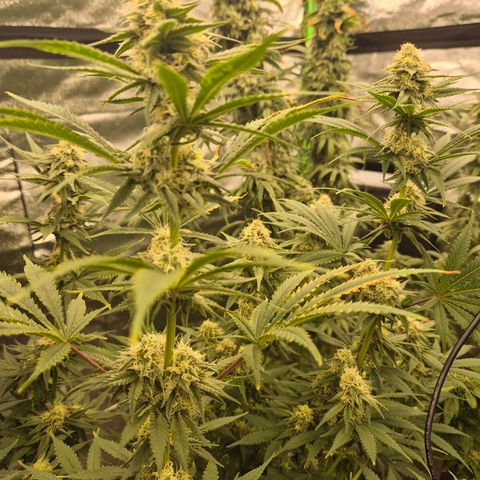Tangerine dream 🌴 (60-65bt)  growlog timeline photo