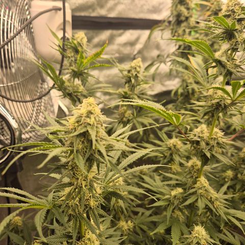 Tangerine dream 🌴 (60-65bt)  growlog timeline photo