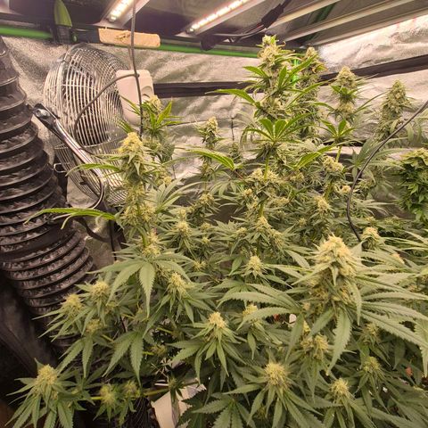 Tangerine dream 🌴 (60-65bt)  growlog timeline photo