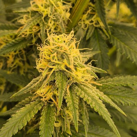 Tangerine dream 🌴 (60-65bt)  growlog timeline photo