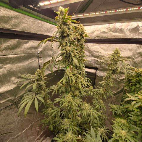 ICE 💚🧊 (63-70bt) growlog timeline photo