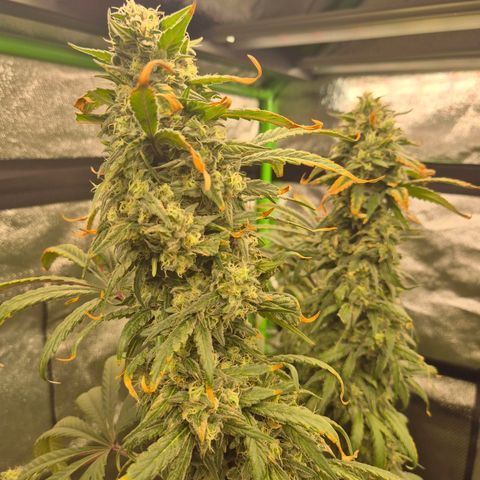 ICE 💚🧊 (63-70bt) growlog timeline photo