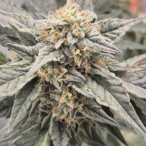 Ice cream cake 🍰 & permanent marker🖊(65-73bt) growlog timeline photo