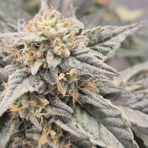 Ice cream cake 🍰 & permanent marker🖊(65-73bt) growlog timeline photo