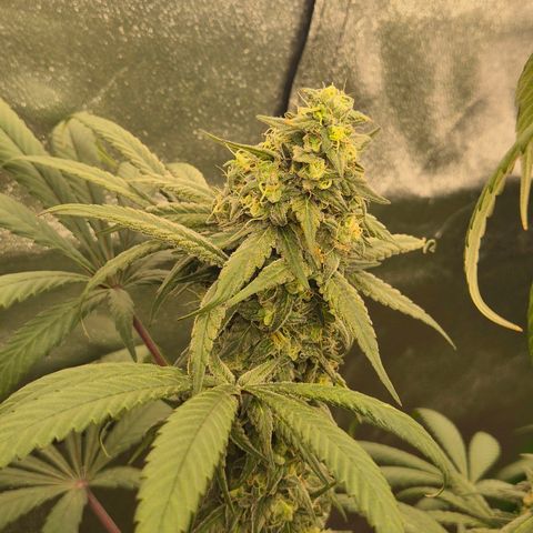 ICE 💚🧊 (63-70bt) growlog timeline photo