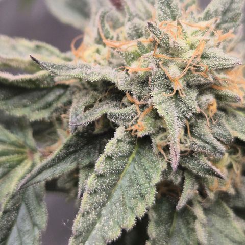 Ice cream cake 🍰 & permanent marker🖊(65-73bt) growlog timeline photo