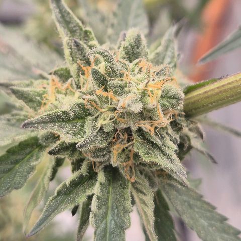 Ice cream cake 🍰 & permanent marker🖊(65-73bt) growlog timeline photo