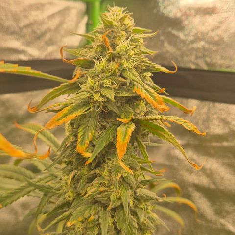 ICE 💚🧊 (63-70bt) growlog timeline photo