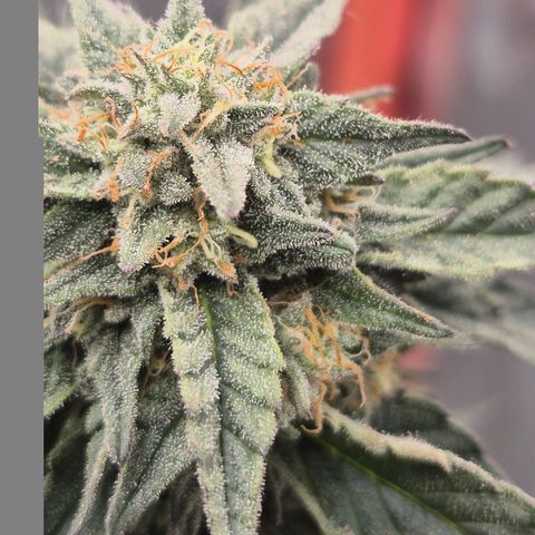 Ice cream cake 🍰 & permanent marker🖊(65-73bt) growlog timeline photo