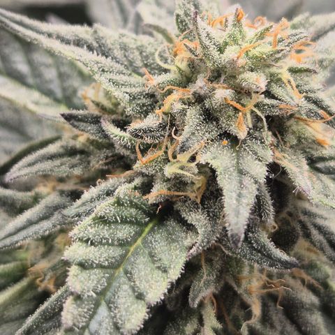 Ice cream cake 🍰 & permanent marker🖊(65-73bt) growlog timeline photo
