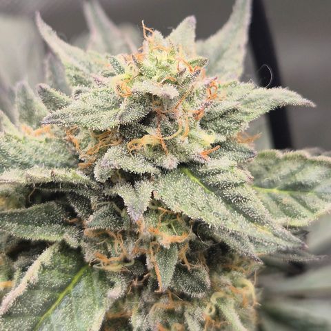 Ice cream cake 🍰 & permanent marker🖊(65-73bt) growlog timeline photo