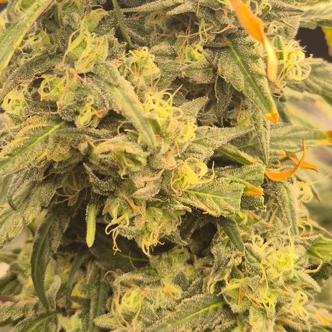 ICE 💚🧊 (63-70bt) growlog timeline photo