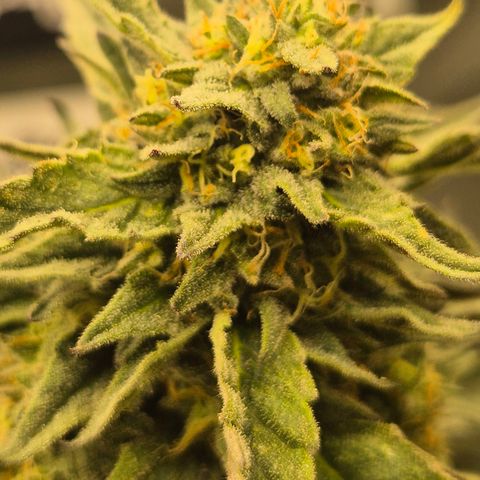 Ice cream cake 🍰 & permanent marker🖊(65-73bt) growlog timeline photo