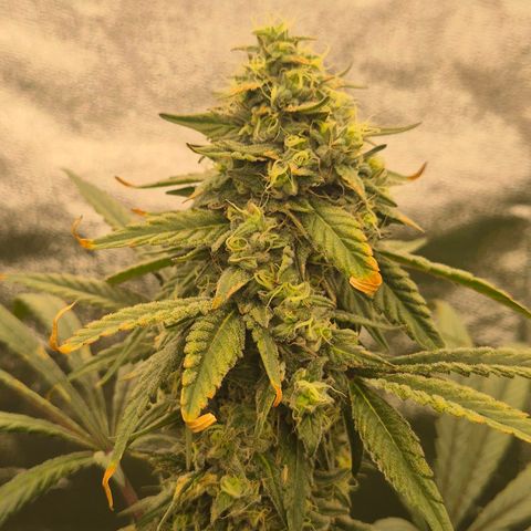 ICE 💚🧊 (63-70bt) growlog timeline photo