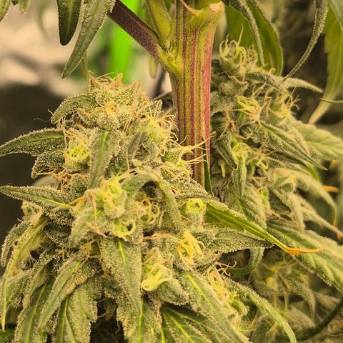 ICE 💚🧊 (63-70bt) growlog timeline photo