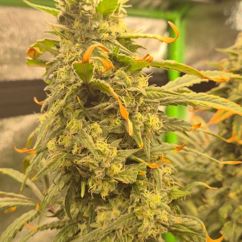ICE 💚🧊 (63-70bt) growlog timeline photo