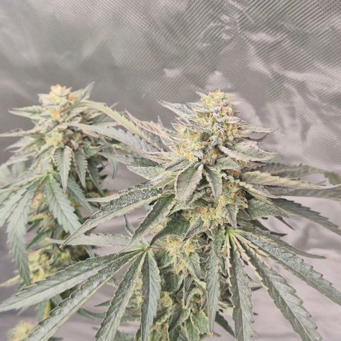 Ice cream cake 🍰 & permanent marker🖊(65-73bt) growlog timeline photo